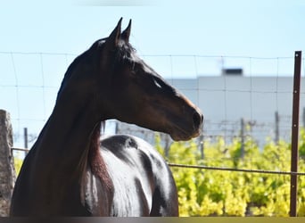 PRE, Hengst, 4 Jaar, 157 cm, Donkerbruin