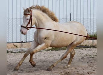 PRE, Hengst, 4 Jaar, 157 cm, Perlino