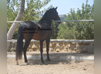 PRE Mix, Hengst, 4 Jaar, 157 cm, Zwartbruin