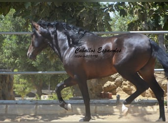 PRE Mix, Hengst, 4 Jaar, 157 cm, Zwartbruin
