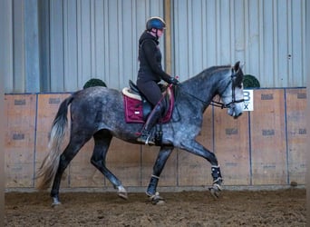 PRE, Hengst, 4 Jaar, 158 cm, Blauwschimmel