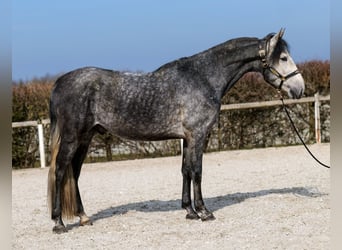 PRE, Hengst, 4 Jaar, 158 cm, Blauwschimmel