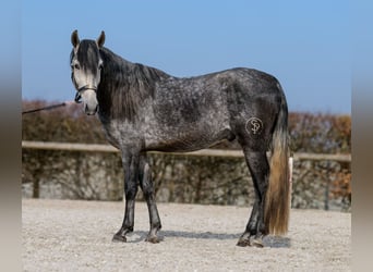 PRE, Hengst, 4 Jaar, 158 cm, Blauwschimmel