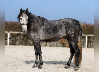 PRE, Hengst, 4 Jaar, 158 cm, Blauwschimmel