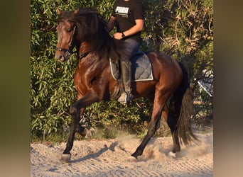 PRE, Hengst, 4 Jaar, 158 cm, Brauner