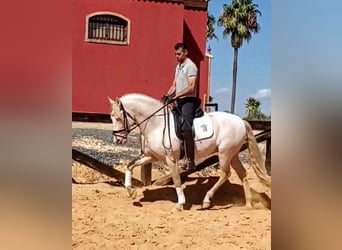 PRE, Hengst, 4 Jaar, 158 cm, Cremello