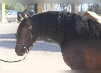 PRE Mix, Hengst, 4 Jaar, 158 cm, Donkerbruin