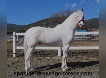 PRE Mix, Hengst, 4 Jaar, 158 cm, Gevlekt-paard