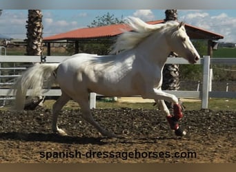 PRE Mix, Hengst, 4 Jaar, 158 cm, Gevlekt-paard