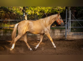 PRE, Hengst, 4 Jaar, 158 cm, Palomino