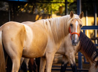PRE, Hengst, 4 Jaar, 158 cm, Palomino