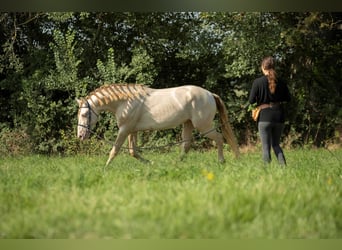 PRE Mix, Hengst, 4 Jaar, 158 cm, Perlino