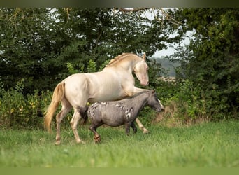 PRE Mix, Hengst, 4 Jaar, 158 cm, Perlino