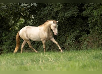 PRE Mix, Hengst, 4 Jaar, 158 cm, Perlino