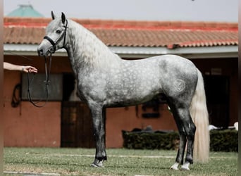 PRE Mix, Hengst, 4 Jaar, 158 cm, Schimmel