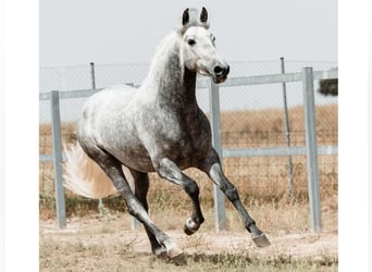 PRE Mix, Hengst, 4 Jaar, 158 cm, Schimmel