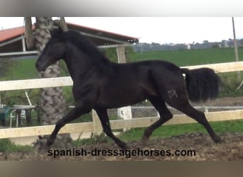 PRE Mix, Hengst, 4 Jaar, 158 cm, Zwart