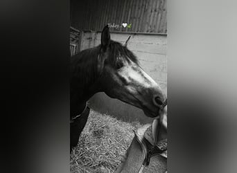 PRE Mix, Hengst, 4 Jaar, 158 cm, Zwartschimmel