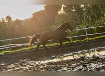 PRE Mix, Hengst, 4 Jaar, 159 cm, Bruin