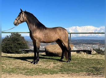 PRE, Hengst, 4 Jaar, 159 cm, Buckskin