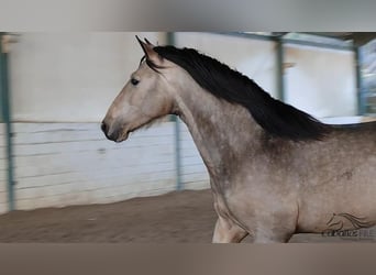 PRE, Hengst, 4 Jaar, 159 cm, Buckskin