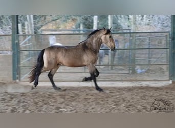 PRE, Hengst, 4 Jaar, 159 cm, Buckskin