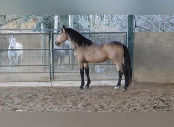 PRE, Hengst, 4 Jaar, 159 cm, Buckskin