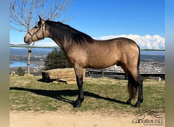 PRE, Hengst, 4 Jaar, 159 cm, Buckskin