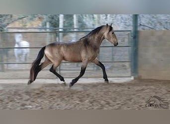 PRE, Hengst, 4 Jaar, 159 cm, Buckskin