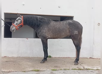 PRE Mix, Hengst, 4 Jaar, 159 cm