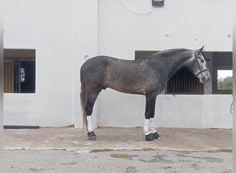 PRE Mix, Hengst, 4 Jaar, 159 cm