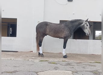 PRE Mix, Hengst, 4 Jaar, 159 cm