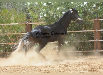 PRE, Hengst, 4 Jaar, 159 cm, Zwartschimmel