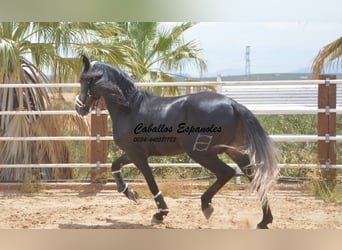 PRE, Hengst, 4 Jaar, 159 cm, Zwartschimmel