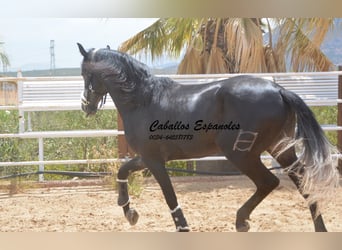 PRE, Hengst, 4 Jaar, 159 cm, Zwartschimmel