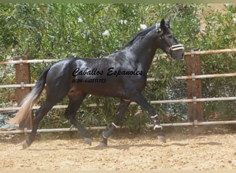 PRE, Hengst, 4 Jaar, 159 cm, Zwartschimmel