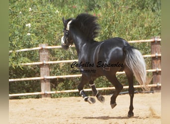 PRE, Hengst, 4 Jaar, 159 cm, Zwartschimmel