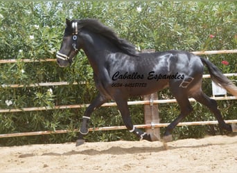 PRE, Hengst, 4 Jaar, 159 cm, Zwartschimmel