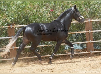 PRE, Hengst, 4 Jaar, 159 cm, Zwartschimmel