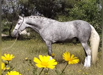 PRE Mix, Hengst, 4 Jaar, 160 cm, Appelschimmel