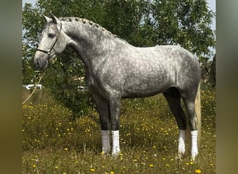 PRE Mix, Hengst, 4 Jaar, 160 cm, Appelschimmel