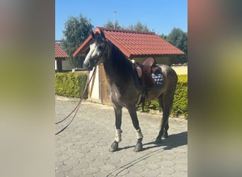 PRE Mix, Hengst, 4 Jaar, 160 cm, Appelschimmel