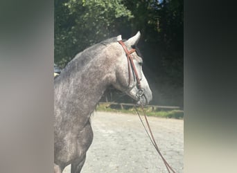 PRE Mix, Hengst, 4 Jaar, 160 cm, Appelschimmel