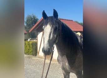 PRE Mix, Hengst, 4 Jaar, 160 cm, Appelschimmel