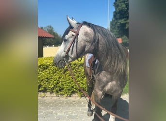PRE Mix, Hengst, 4 Jaar, 160 cm, Appelschimmel