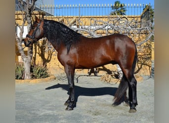 PRE Mix, Hengst, 4 Jaar, 160 cm, Bruin