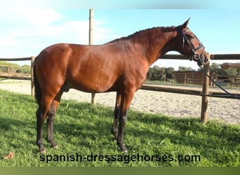 PRE Mix, Hengst, 4 Jaar, 160 cm, Bruin