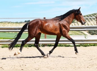 PRE, Hengst, 4 Jaar, 160 cm, Bruin