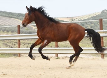 PRE, Hengst, 4 Jaar, 160 cm, Bruin