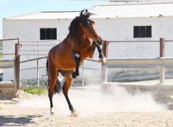 PRE, Hengst, 4 Jaar, 160 cm, Bruin